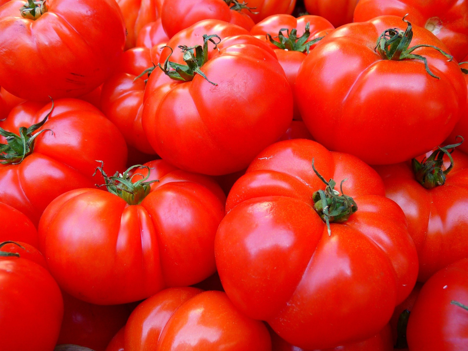 tomatoes-5356_1920_221749.jpg